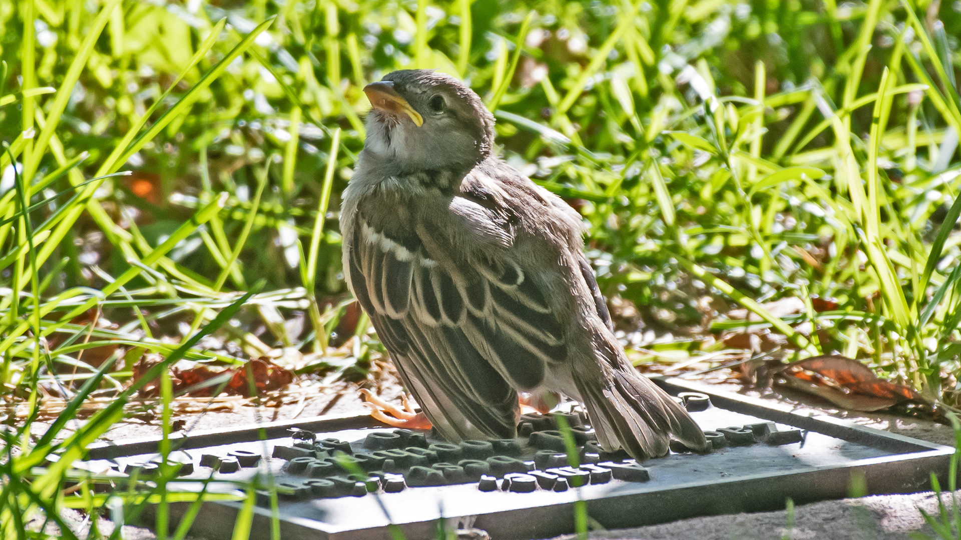 Juvenile, Albuquerque, July 2025