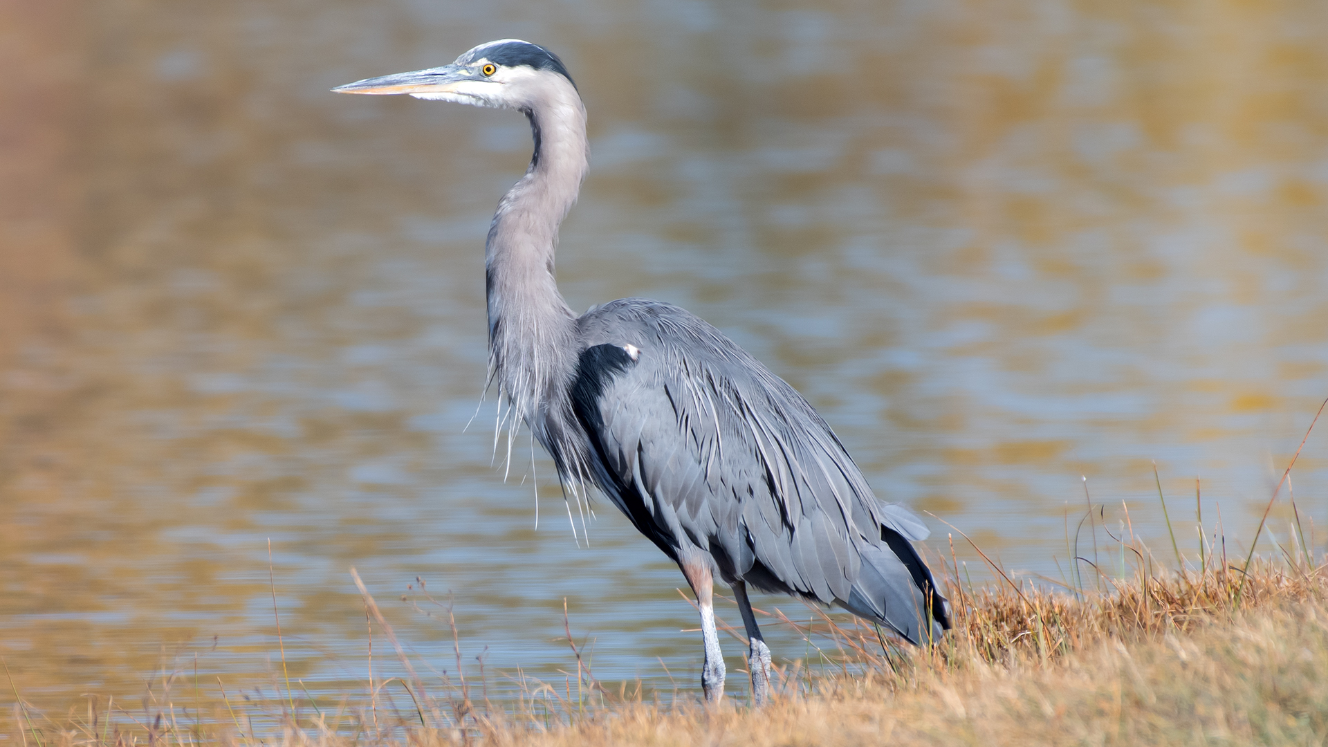 Isleta Lakes, November 2025