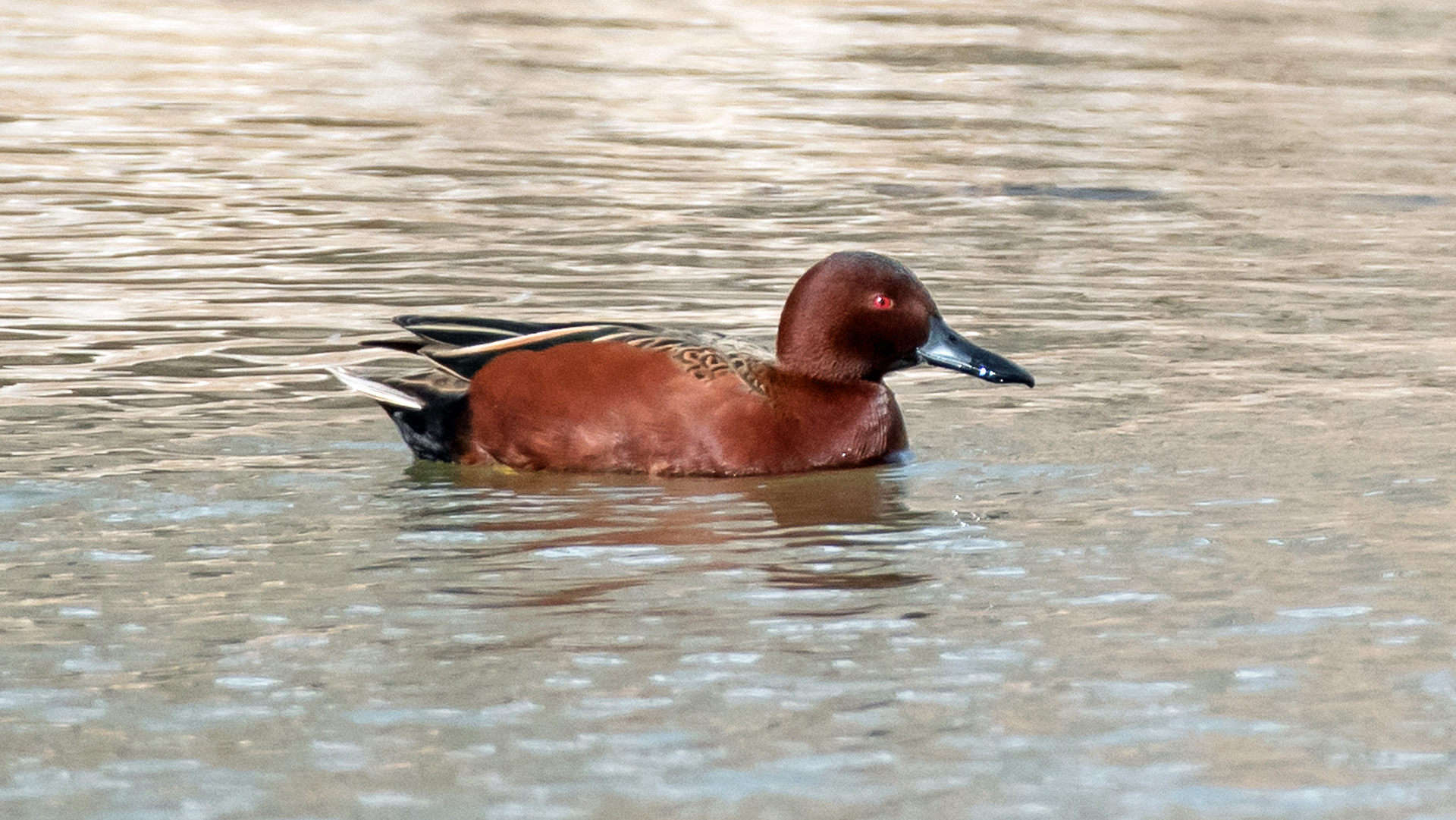 Breeding male, Rio Grande Bosque, Albuquerque, February 2024