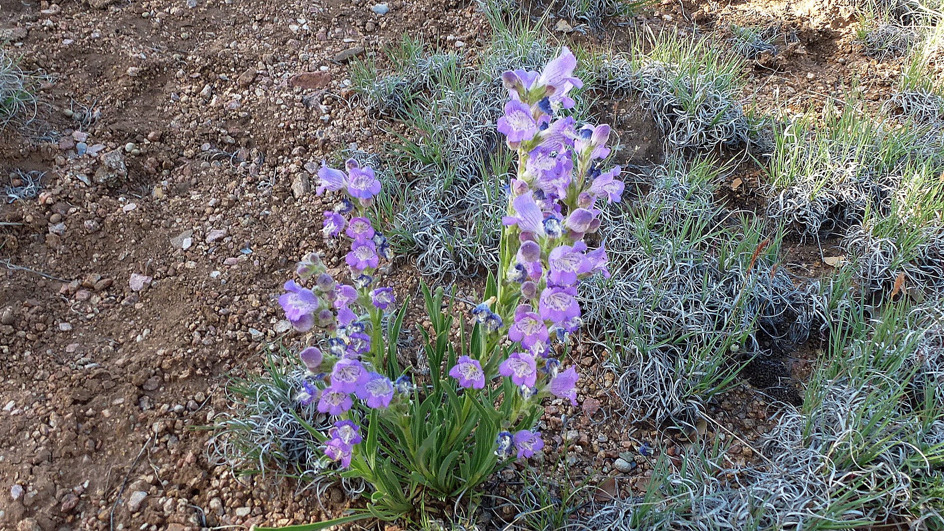 Pino Trail, Sandia Mountains, May 2016