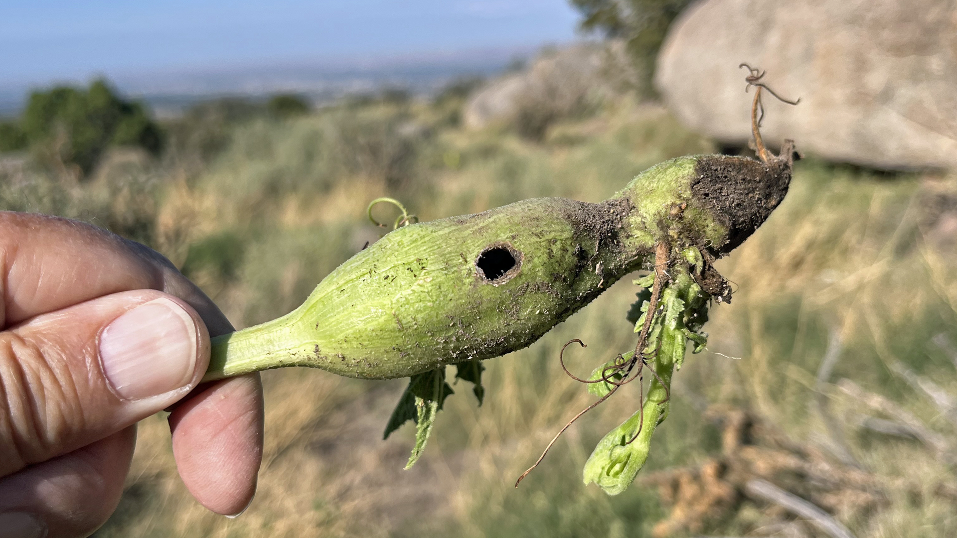 Sandia Mountains west foothills, August 2025