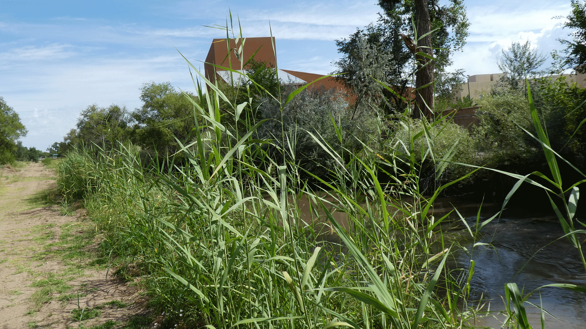 Rio Grande Bosque, Albuquerque, July 2020