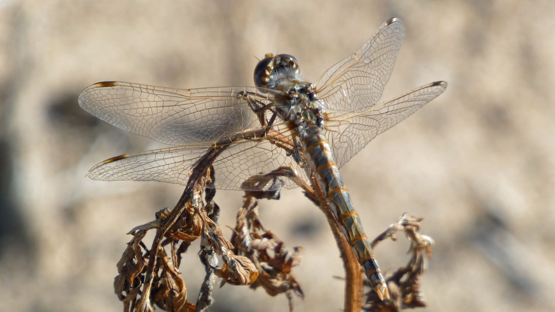 Female, Rio Grande Bosque, Albuquerque, July 2021