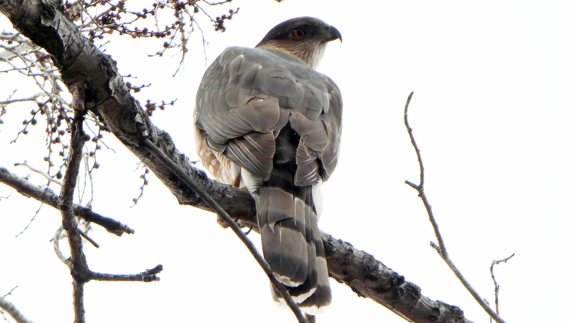 Adult, Bachechi Open Space, Albuquerque, March 2020