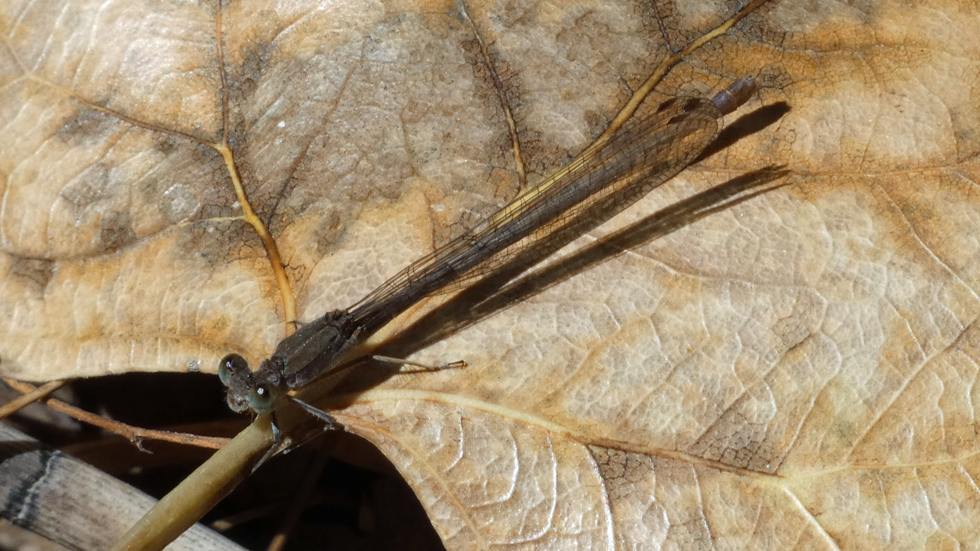 Male, Rio Grande Bosque,  Albuquerque, October 2022