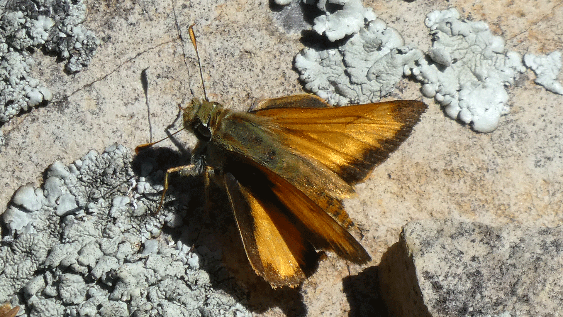 Male, upper Sandia Mountains, July 2020