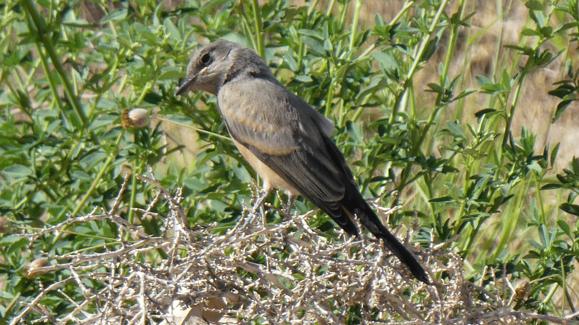 Juvenile, near Albuquerque Sunport, June 2020