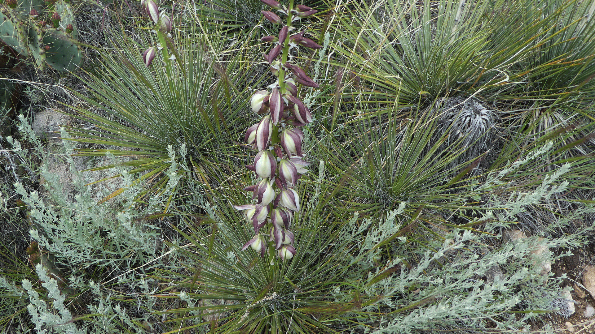 Sandia Mountains west foothills, May 2019