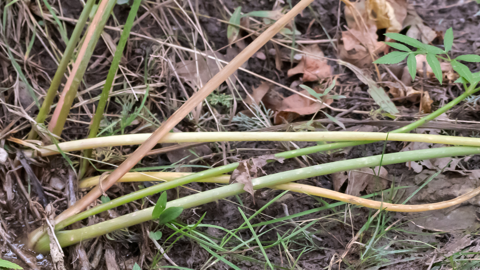 Stems, Carlito Springs, October 2025