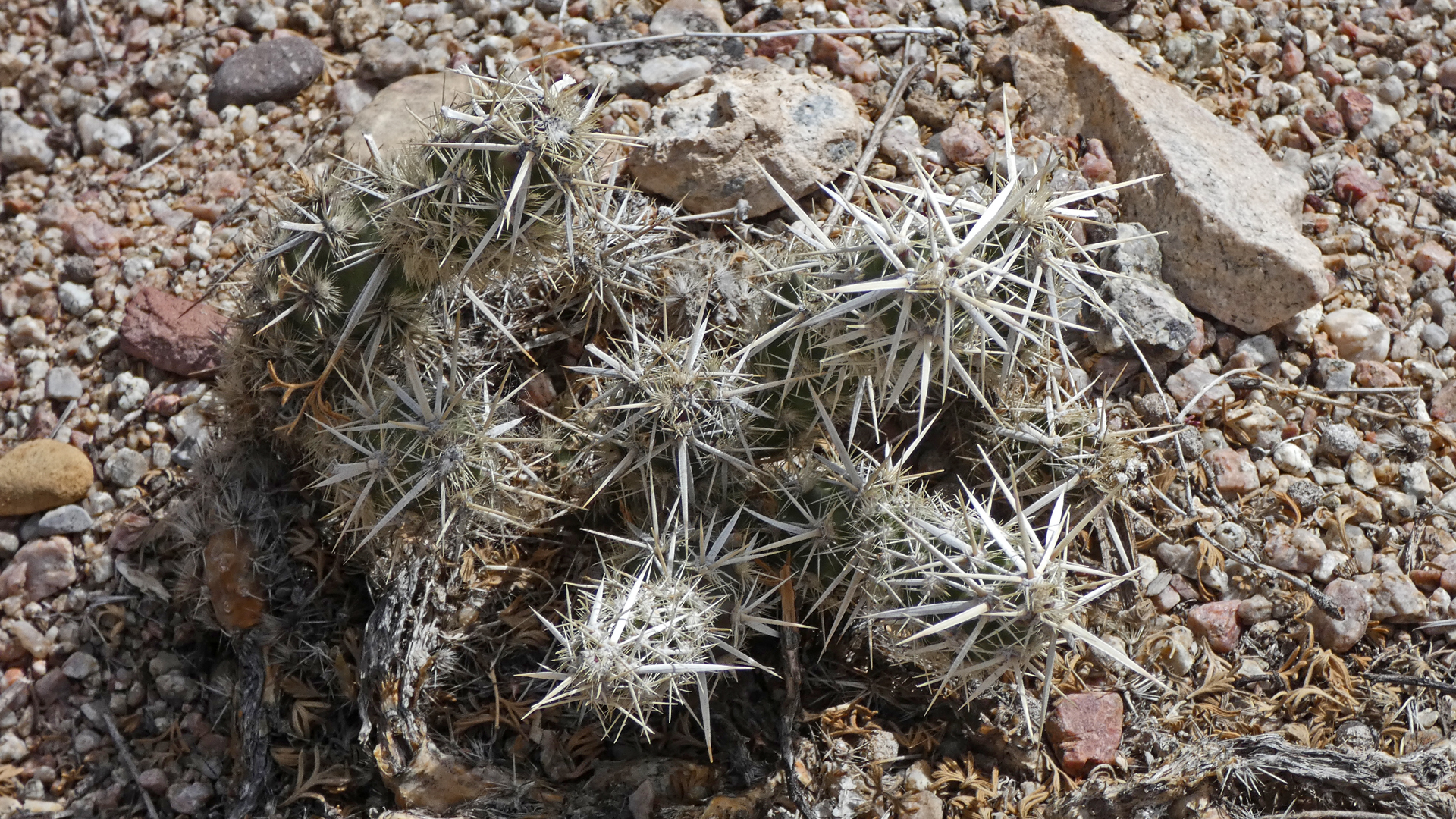 Albuquerque, April 2021