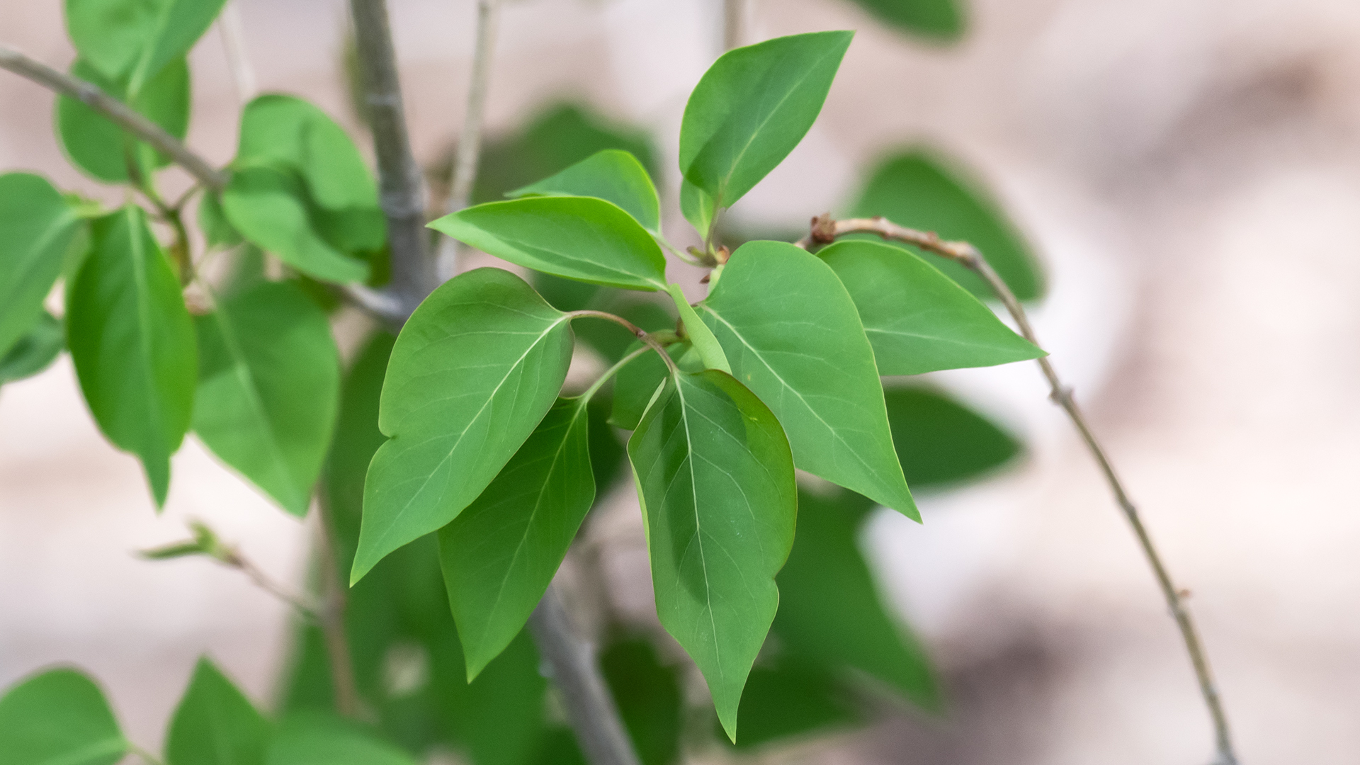 Leaves, Sandia Mountains, April 2026