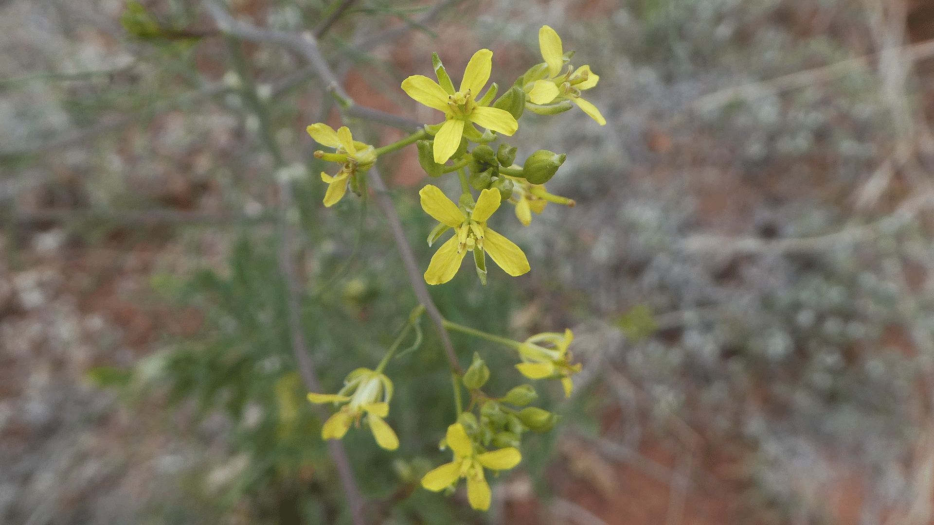 Sandia Mountain Foothills, May 2020