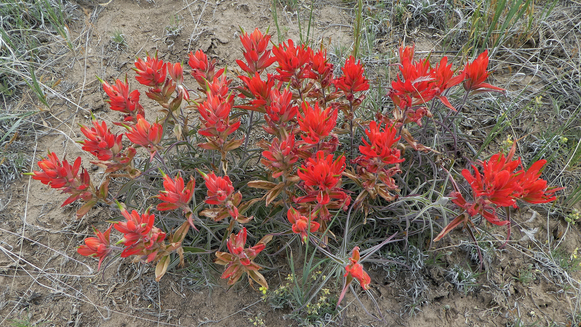 Mesa Portales, June 2020