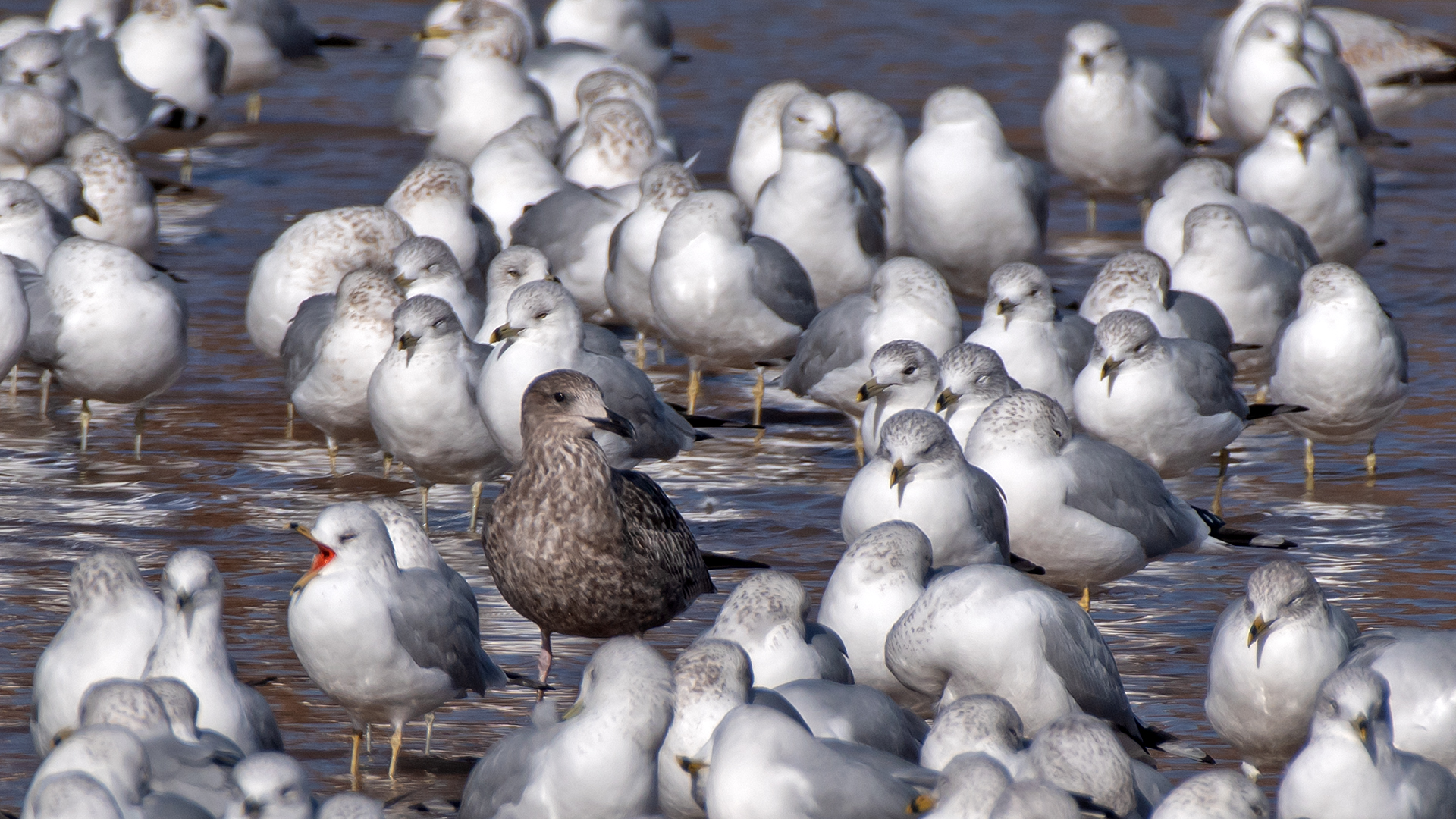 Immature L. fuscus and RBGUs, Albuquerque, November 2024