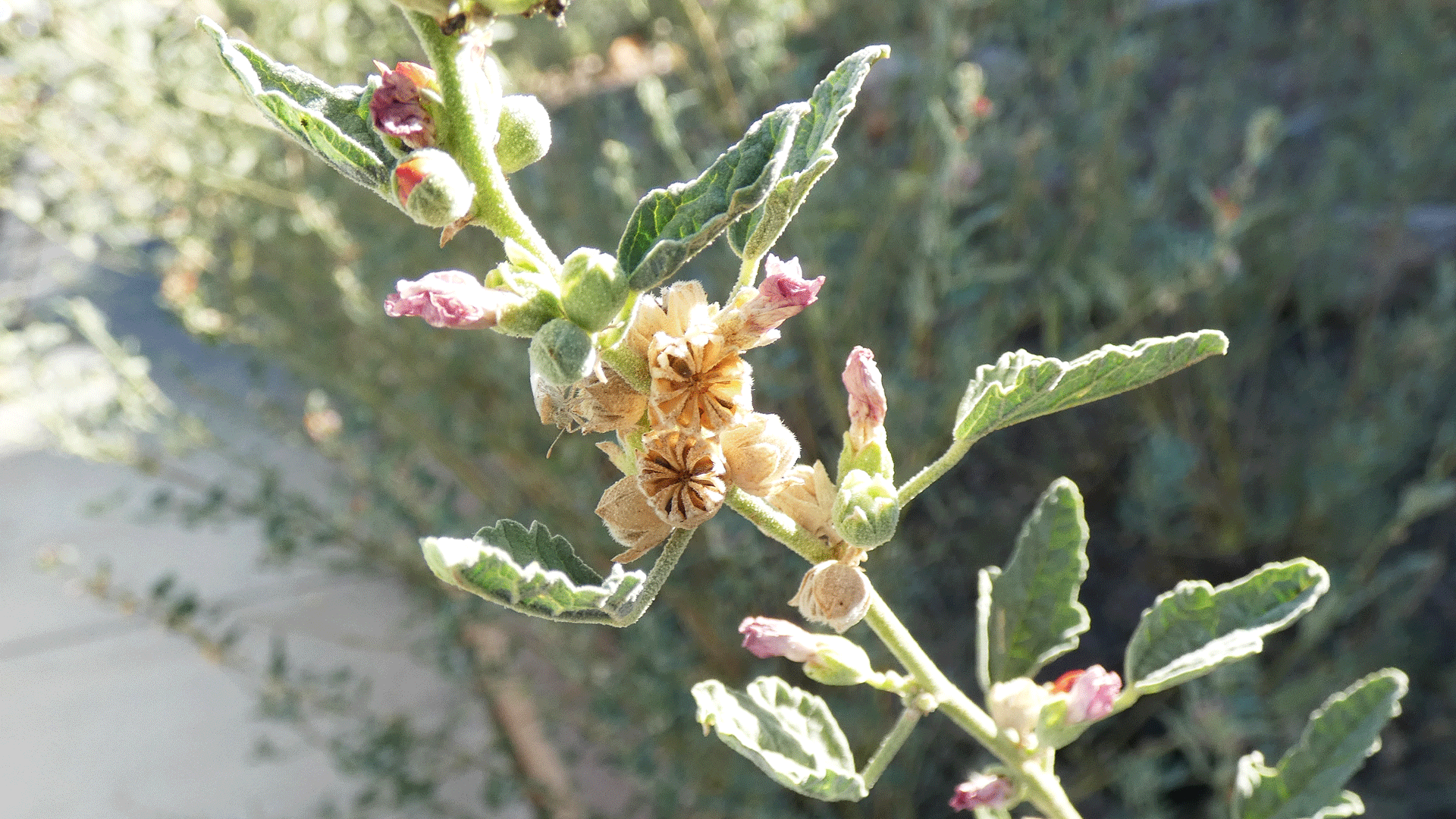 Seed capsules, Albuquerque, August 2020