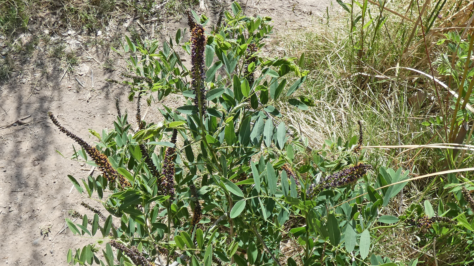 Rio Grande Bosque, Albuquerque, May 2021