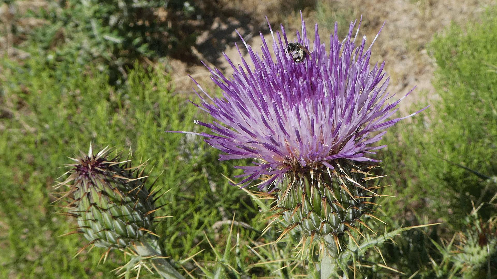 Albuquerque, June 2020