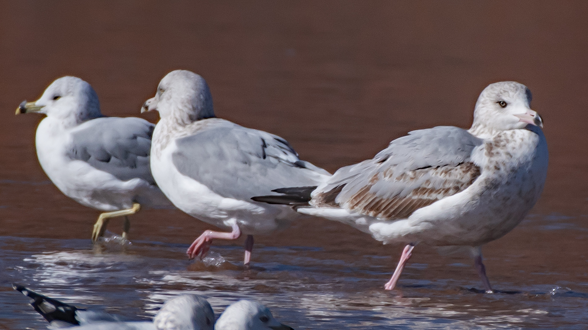 Immature L. smithsonianus (2 right) and RBGUs, Ro Grande, Albuquerque, January 2025