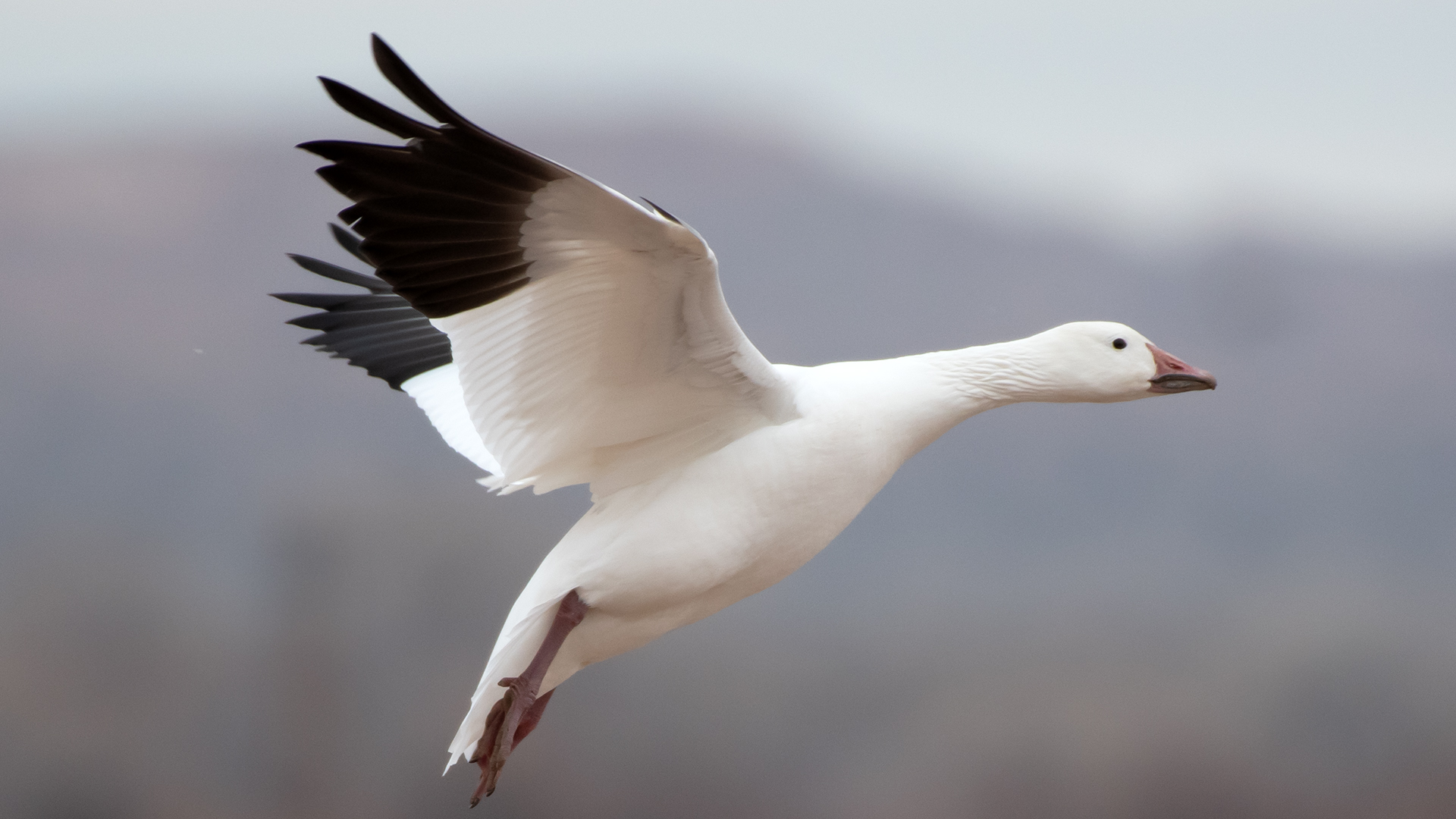 Adult white morph, LSGWC, January 2026