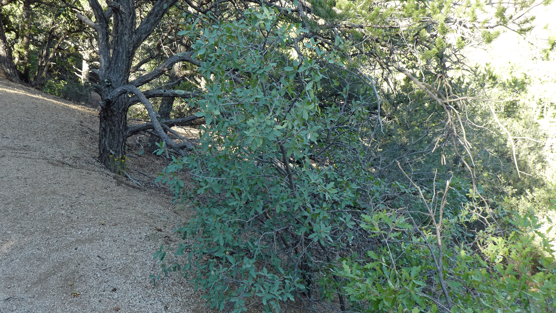 Sandia Mountains, September 2020