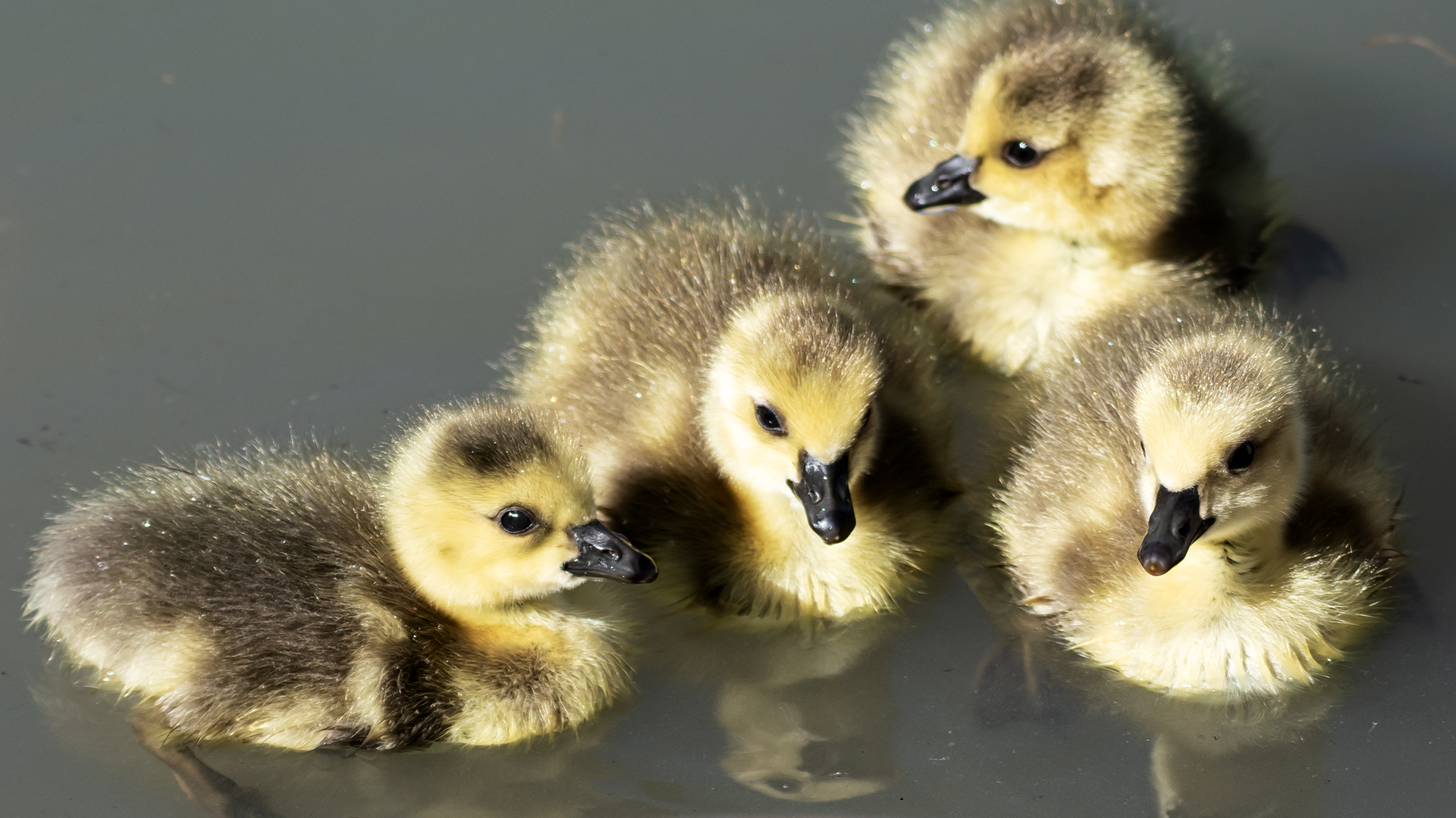 Goslings, Rio Grande Bosque, Albuquerque, April 2023