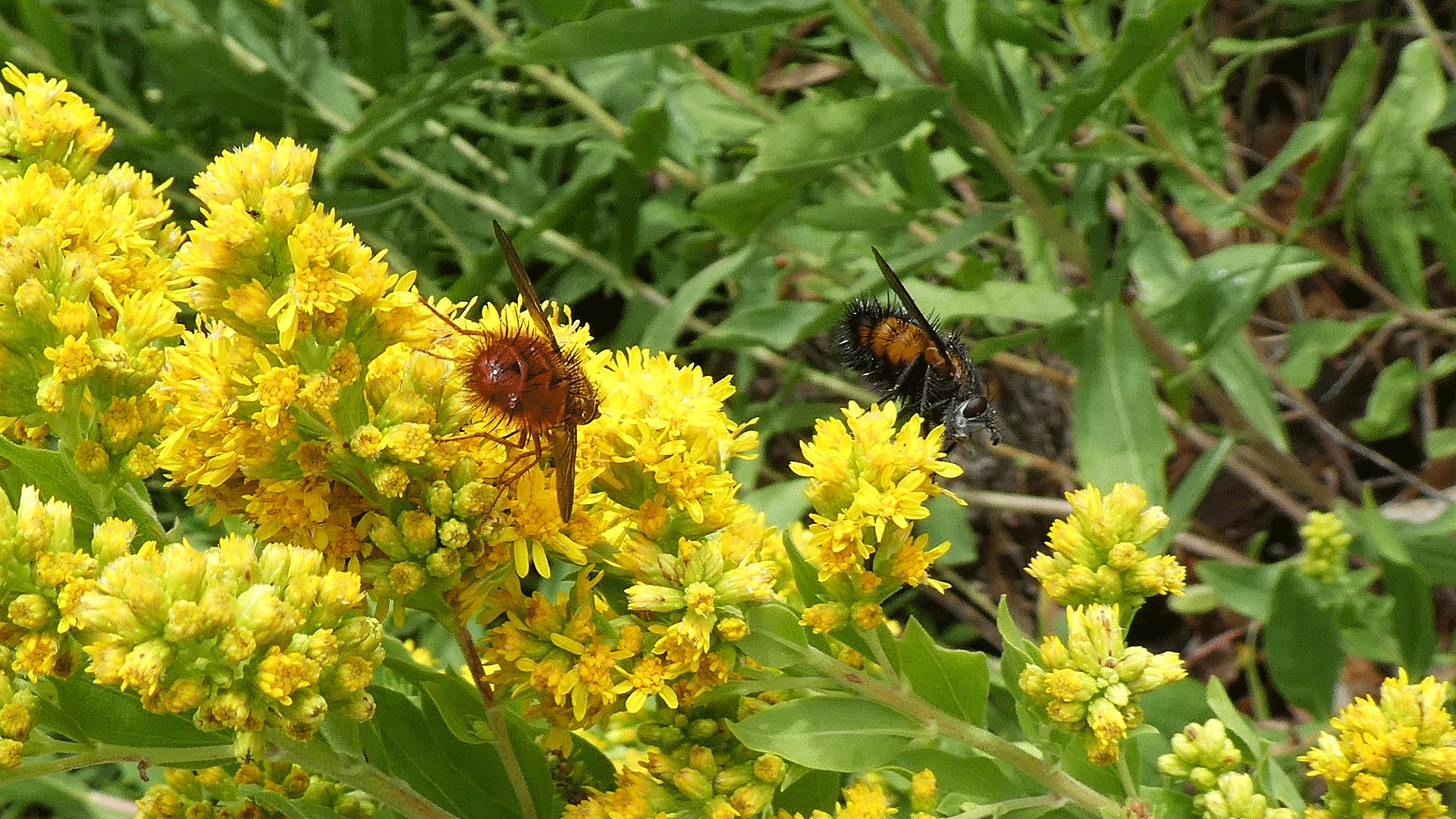 On goldenrod, Sandia Mountains, July 2020