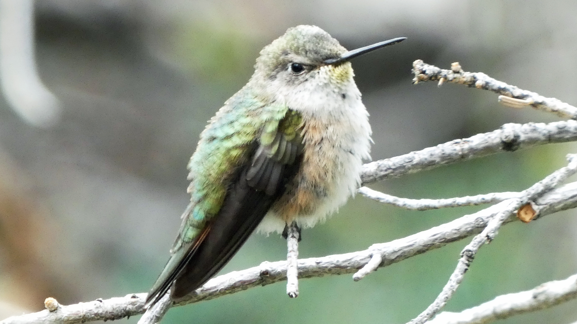 Female or immature, Sandia Mountains, August 2021