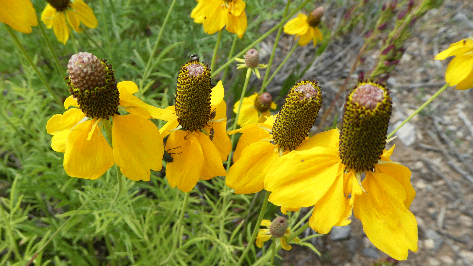 Sandia Mountains, August 2019