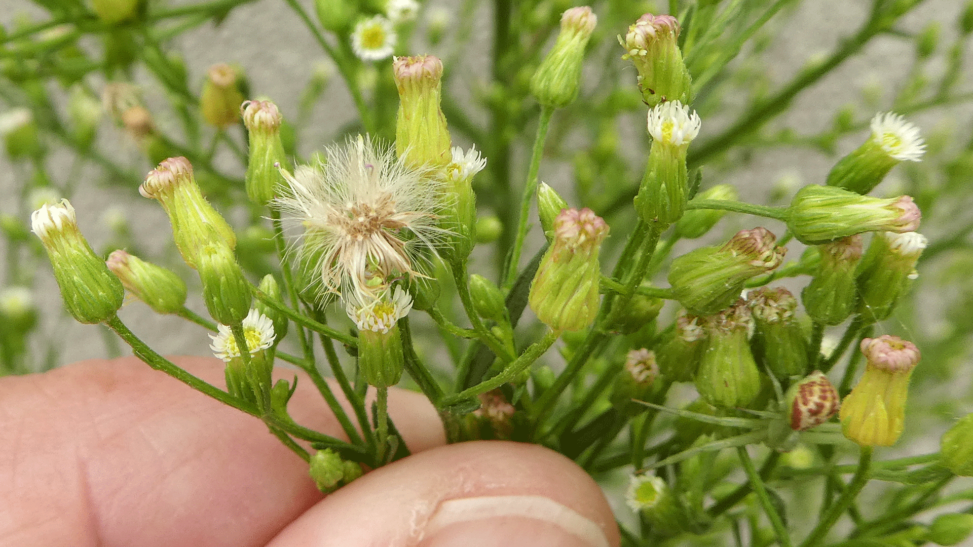 With seed head, Albuquerque, June 2020