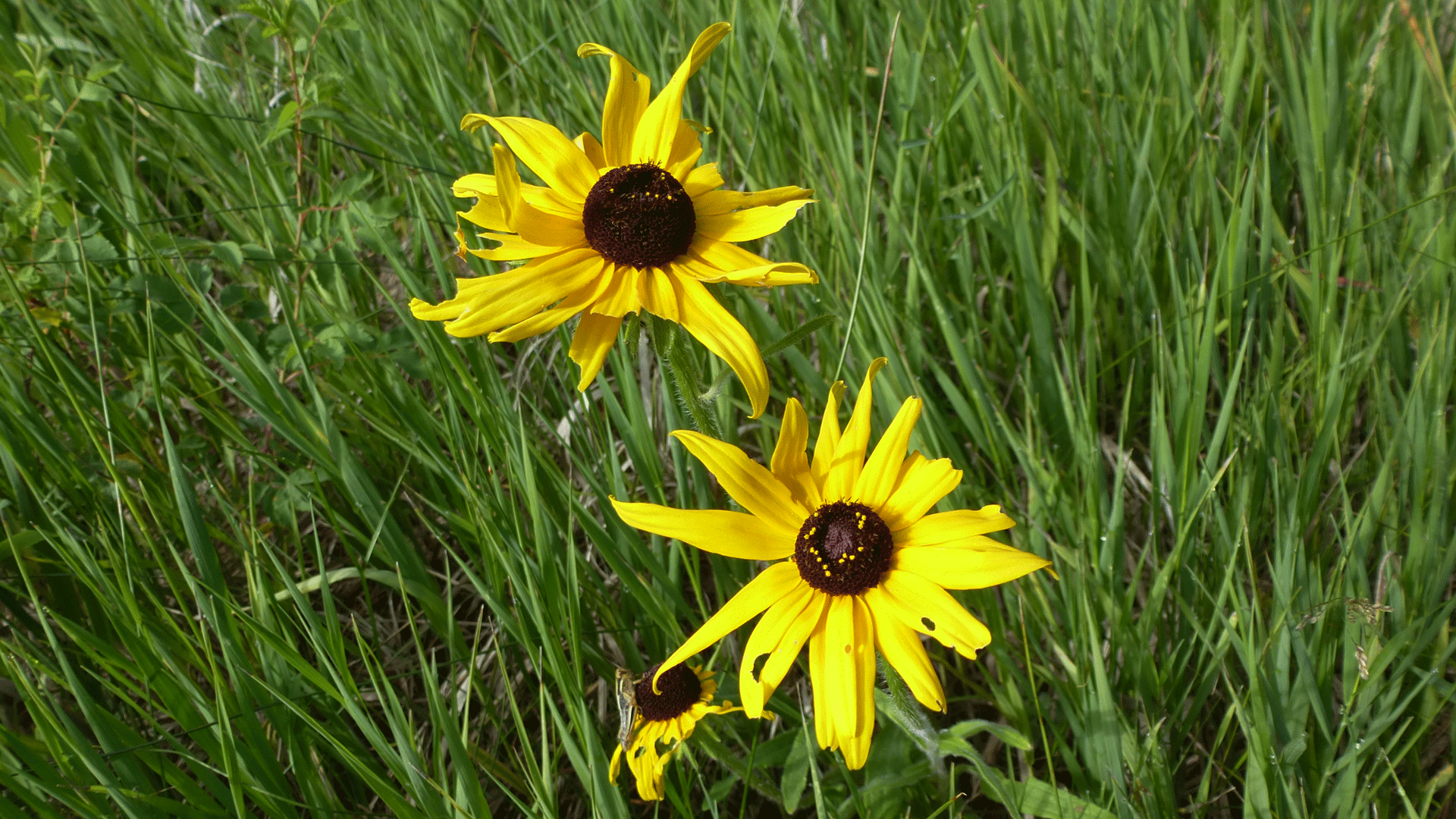 Valles Caldera National Preserve, August 2017