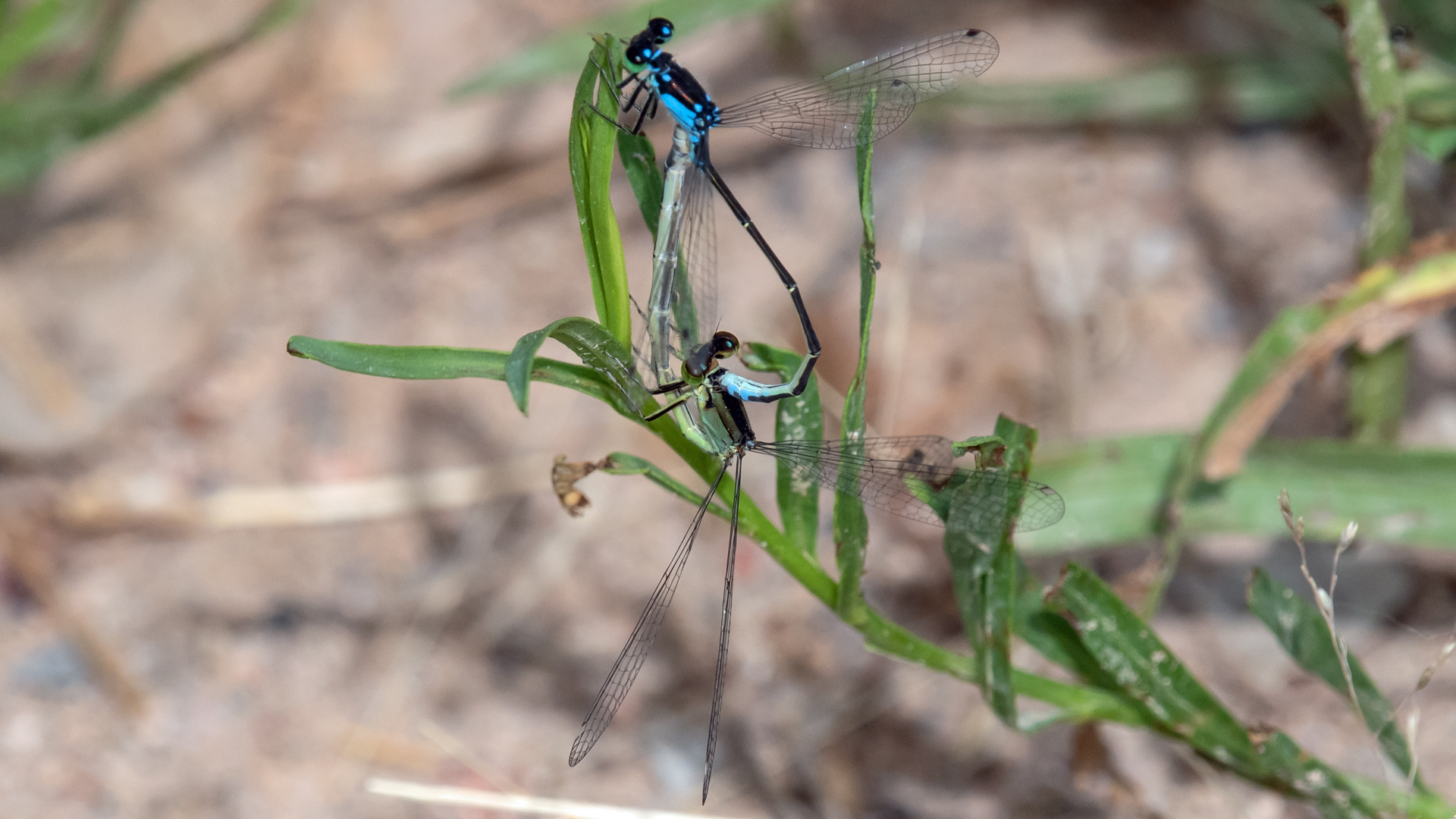 Pair in wheel, Isleta Lakes, June 2023