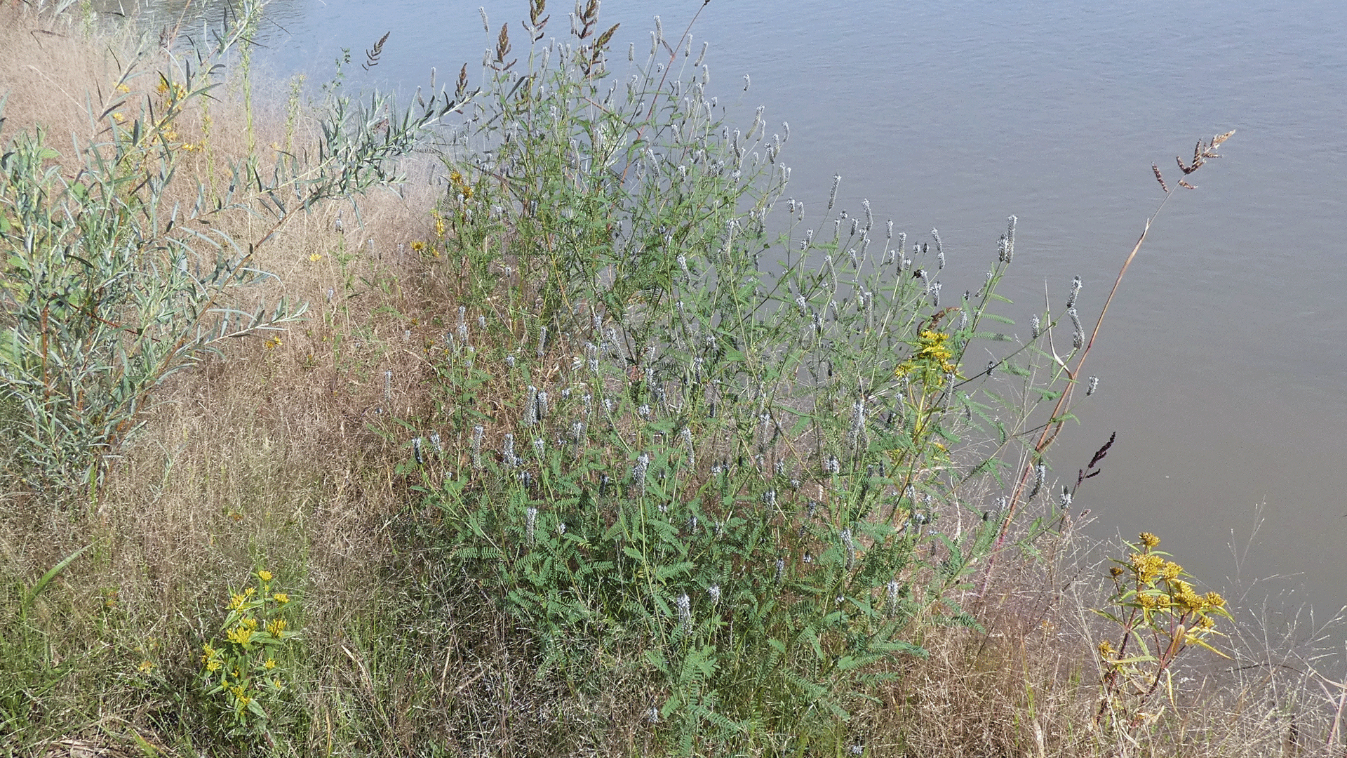 Rio Grande Bosque, Albuquerque, September 2020