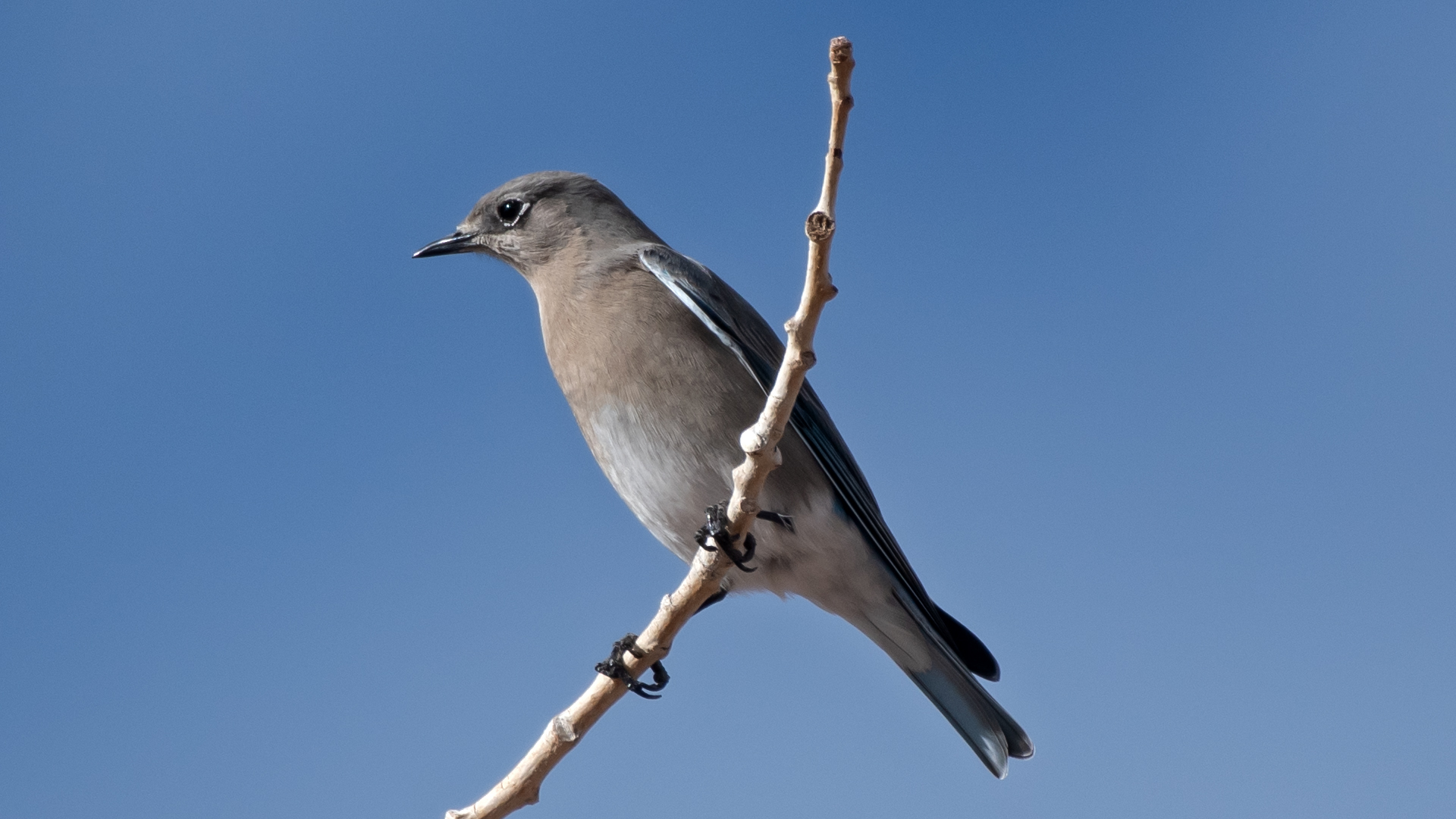 Female/immature, Zia Reservoir, November 2025