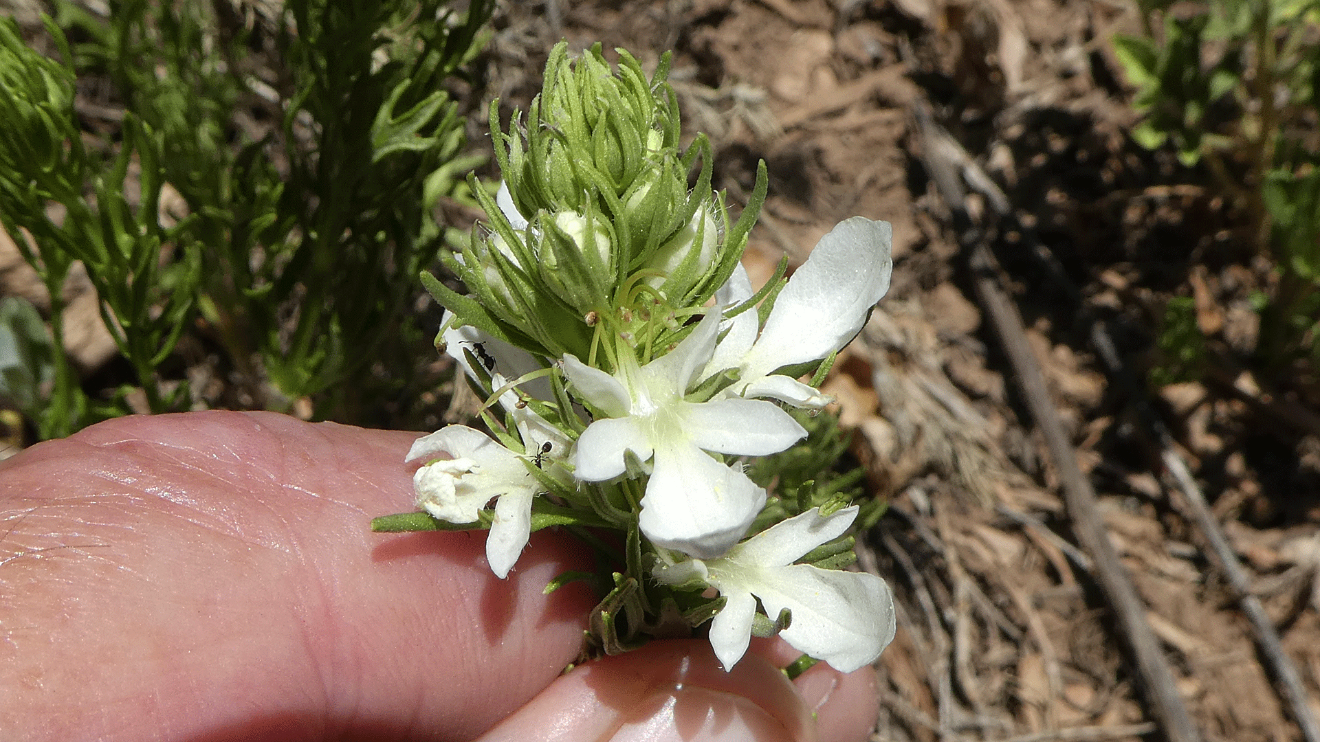 Manzanita Mountains, June 2020