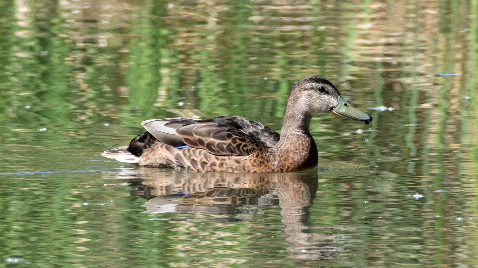 Female mallard-black duck hybrid, Rio Grande Bosque, Albuquerque, July 2023