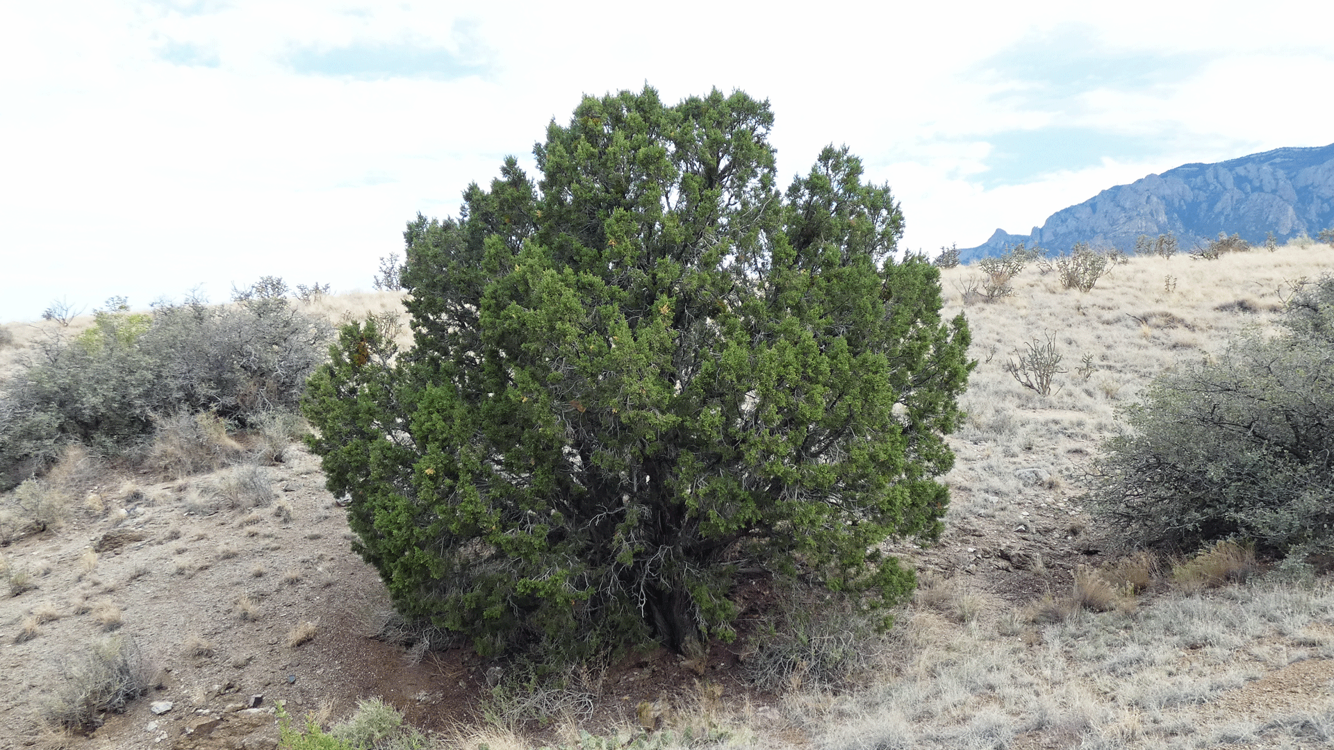 Sandia Mountains west foothills, August 2020