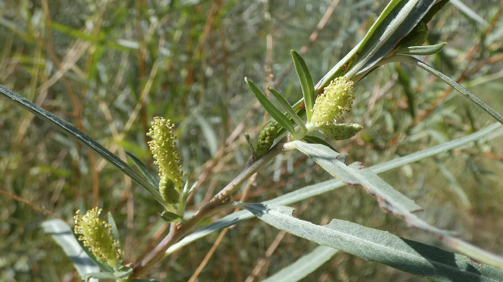 Narrow-leaf willow (I think), Rio Grande Bosque, Albuquerque, August 2020