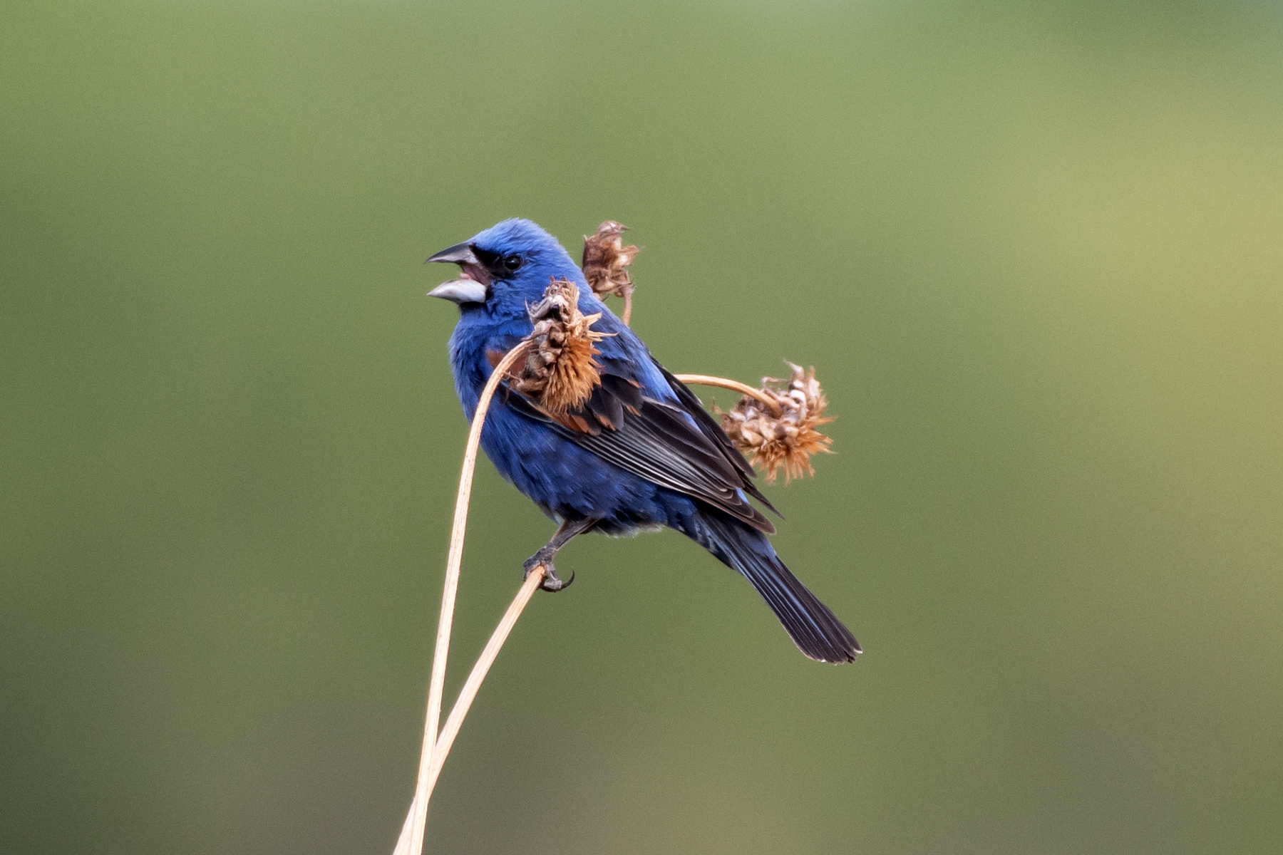 Male, Rio Grande Bosque, Albuquerque, August 2025