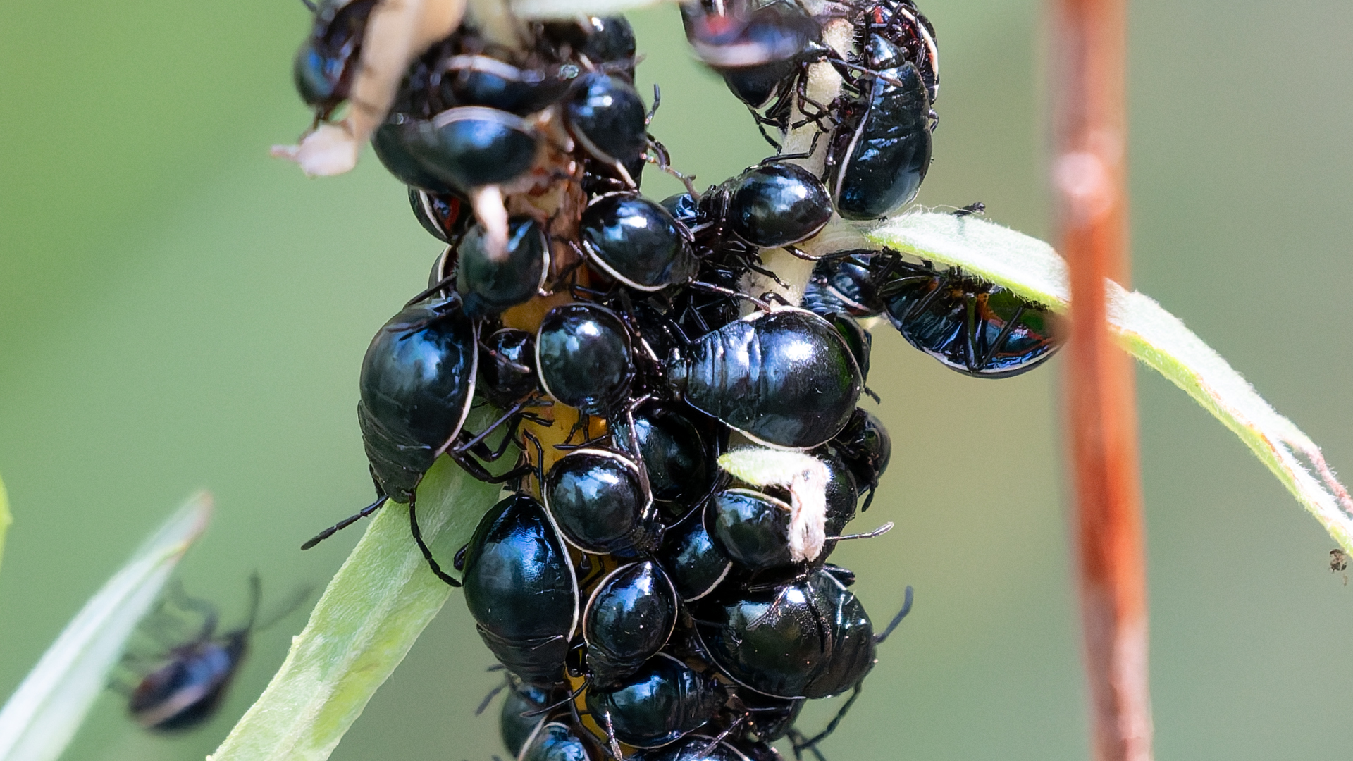 Nymphs, Villanueva State Park, June 2026