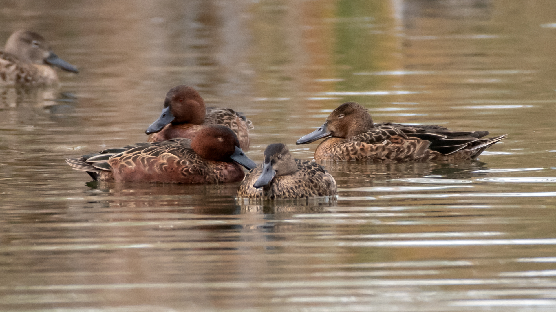 Nonbreeding, Rio Grande Bosque, Albuquerque, October 2023