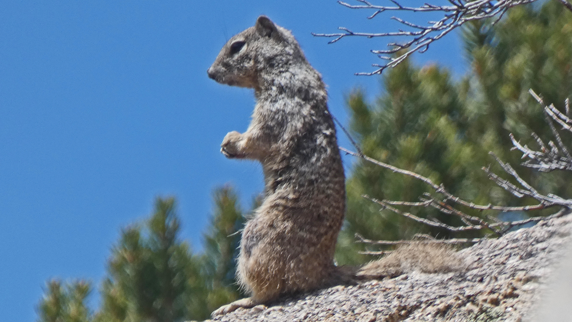 Perching, Sandia Mountains, April 2021