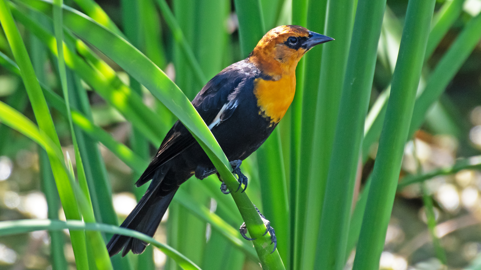 Male, Valle de Oro NWR, August 2024