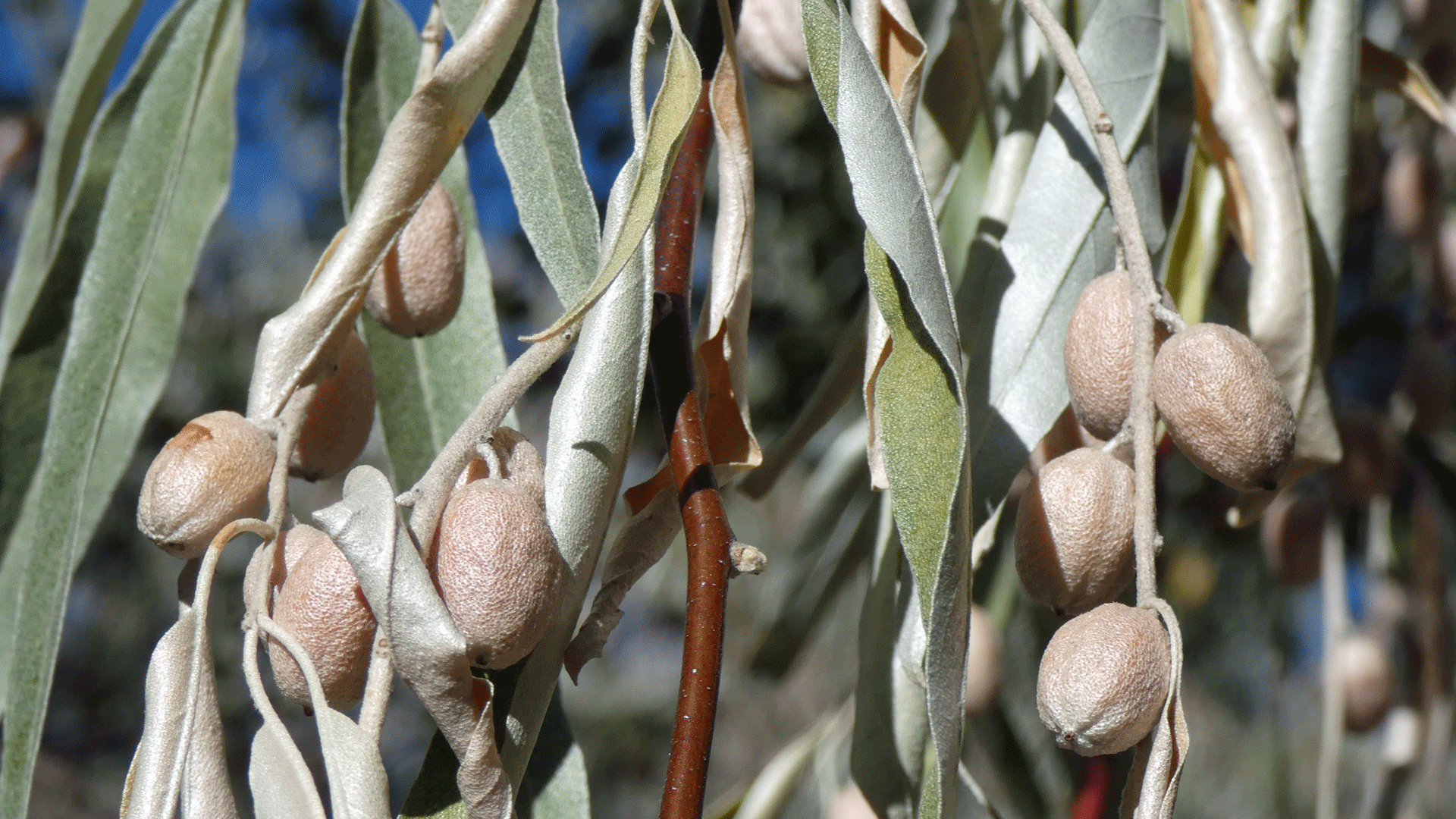 Fruits, Rio Grande Bosque, Albuquerque, October 2020