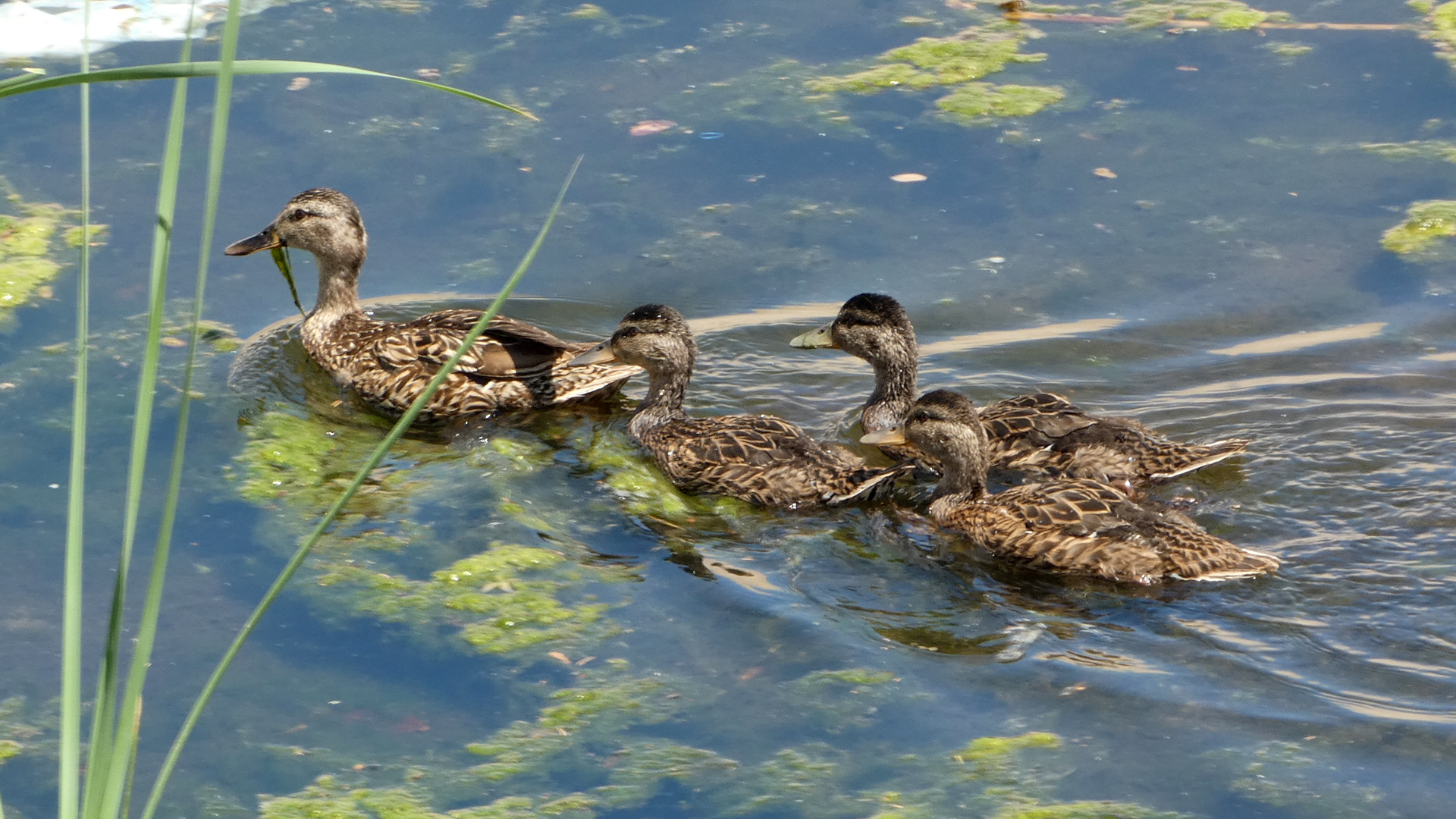 Female with older ducklings, Albuquerque, June 2021