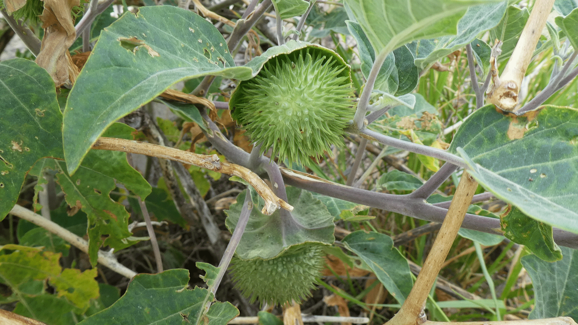 Green "thorn apple" (fruit), Albuquerque, July 2020