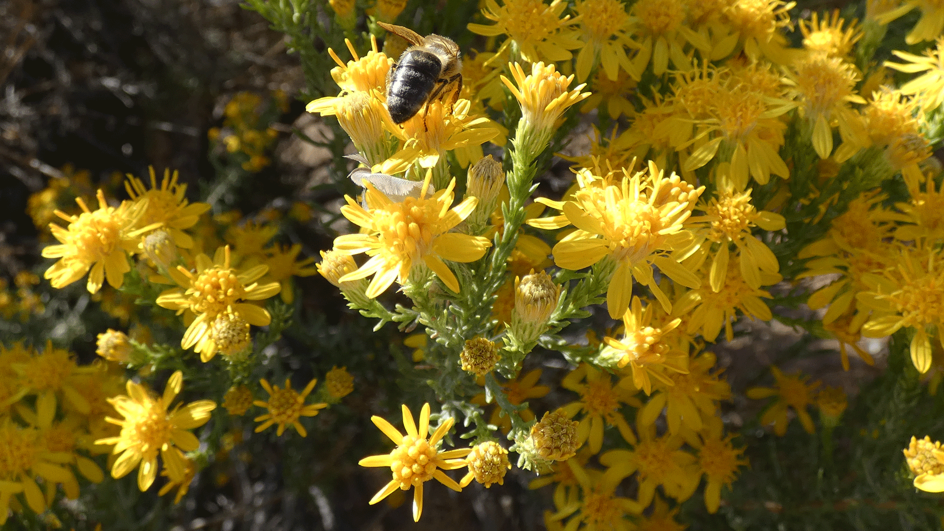 Albuquerque, October 2020