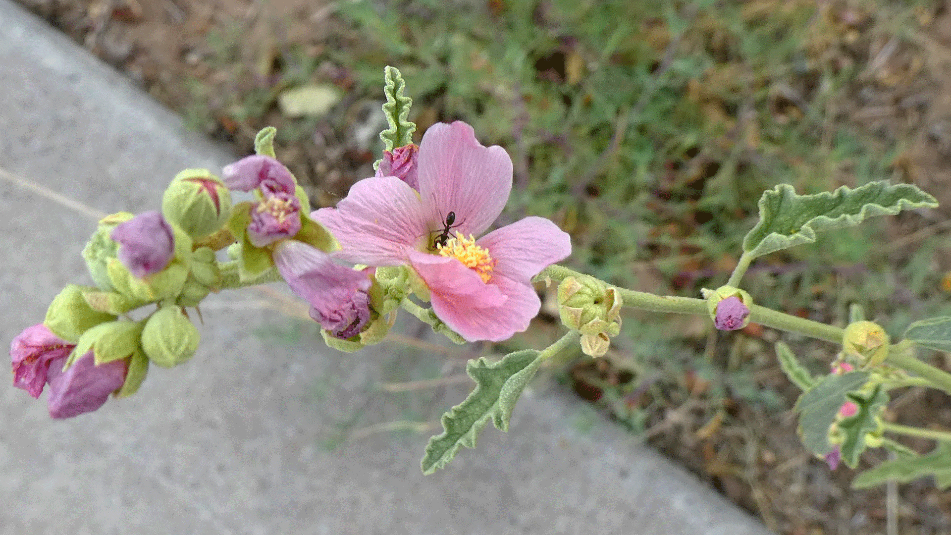 Albuquerque, July 2020