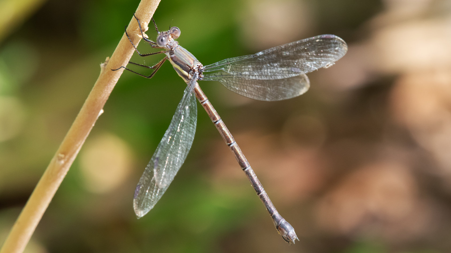 Female, Rio Grande Nature Center, September 2023