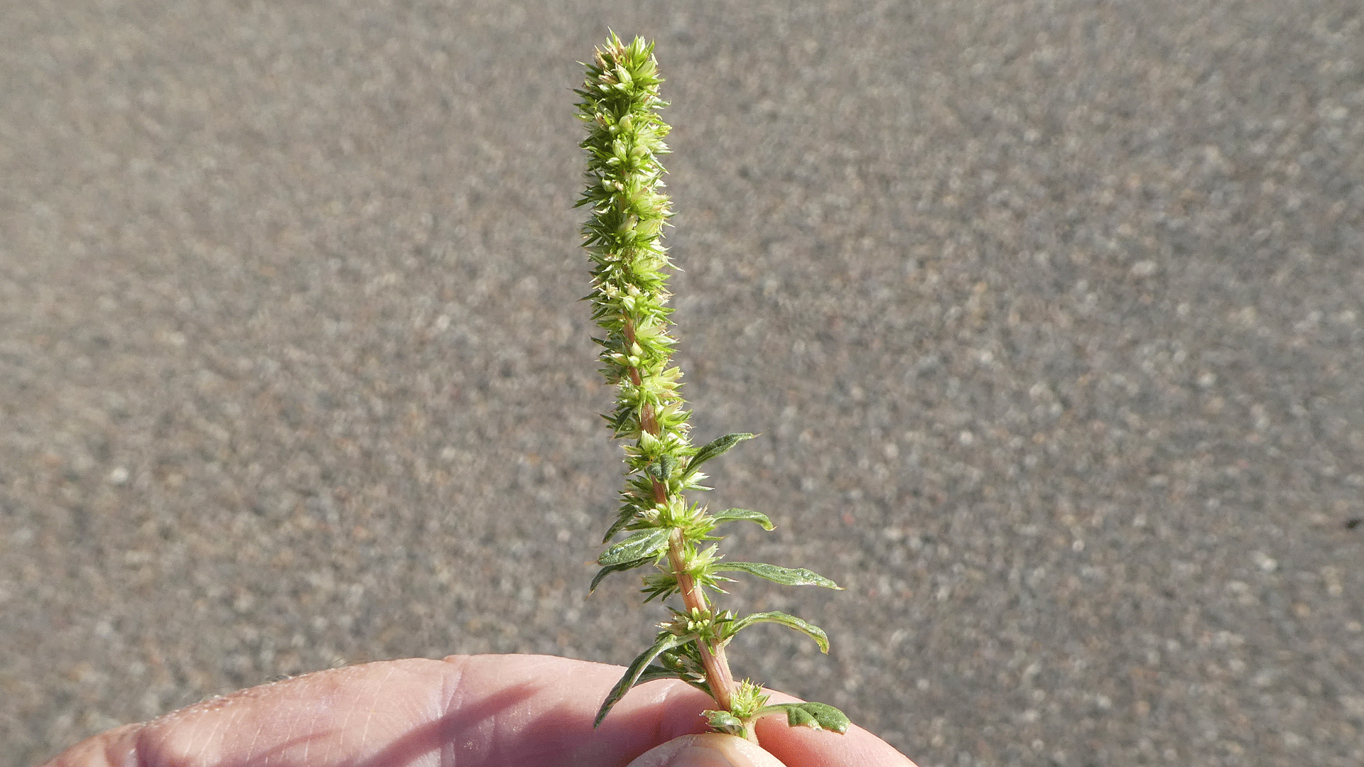 Flower spike, Albuquerque, June 2020