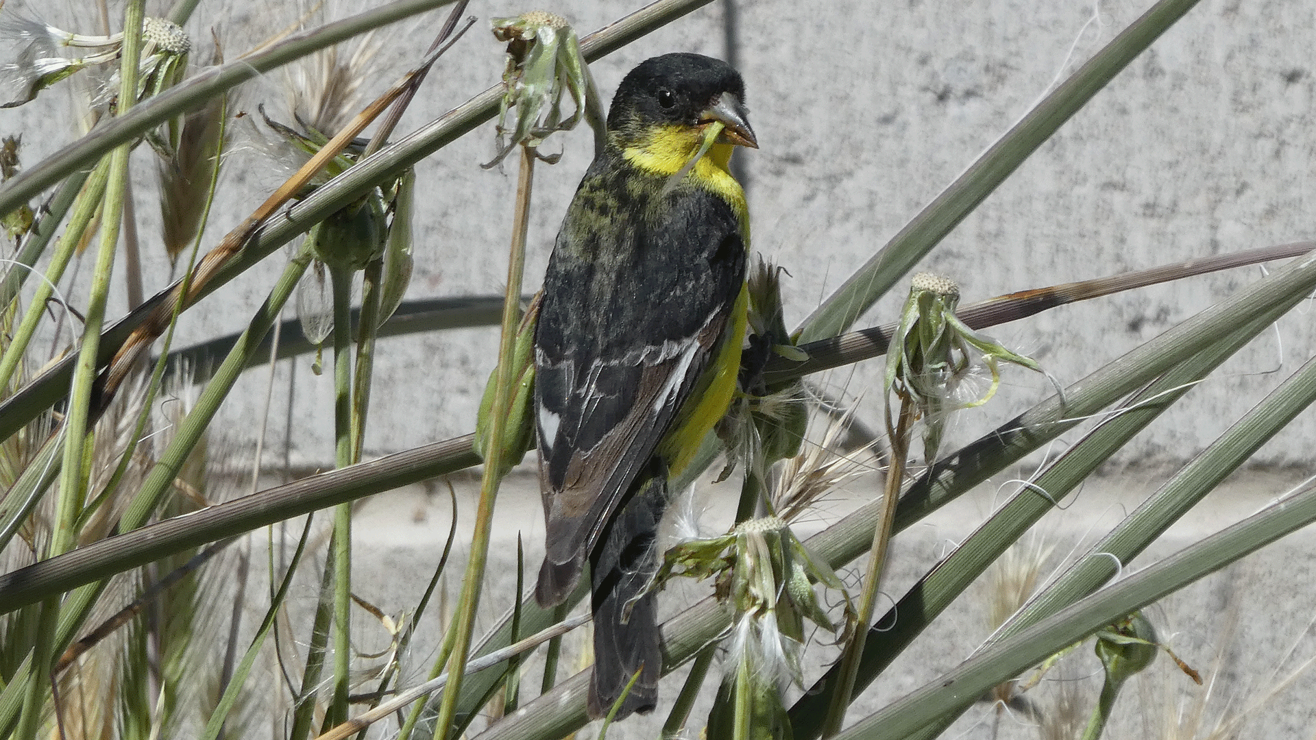 Adult male, Albuquerque, May 2020